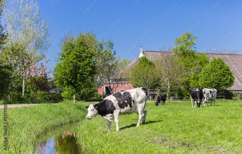 Dutch Holstein cow at the water near Groningen, Netherlands Dutch Holstein cow at the water near Groningen, Netherlands