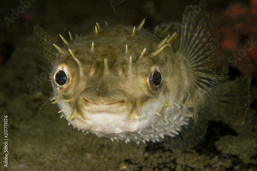 Porcupinefish blow up like a balloon to scare predators by extending its scales to become sharp spines.