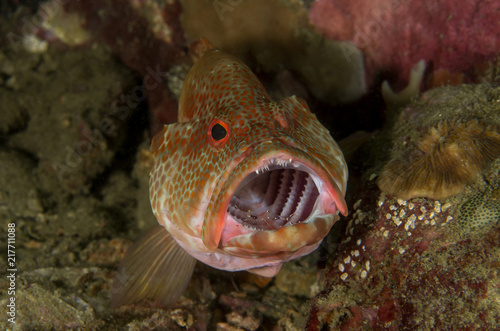 Foto Coral grouper with cleaner shrimp inside open mouth