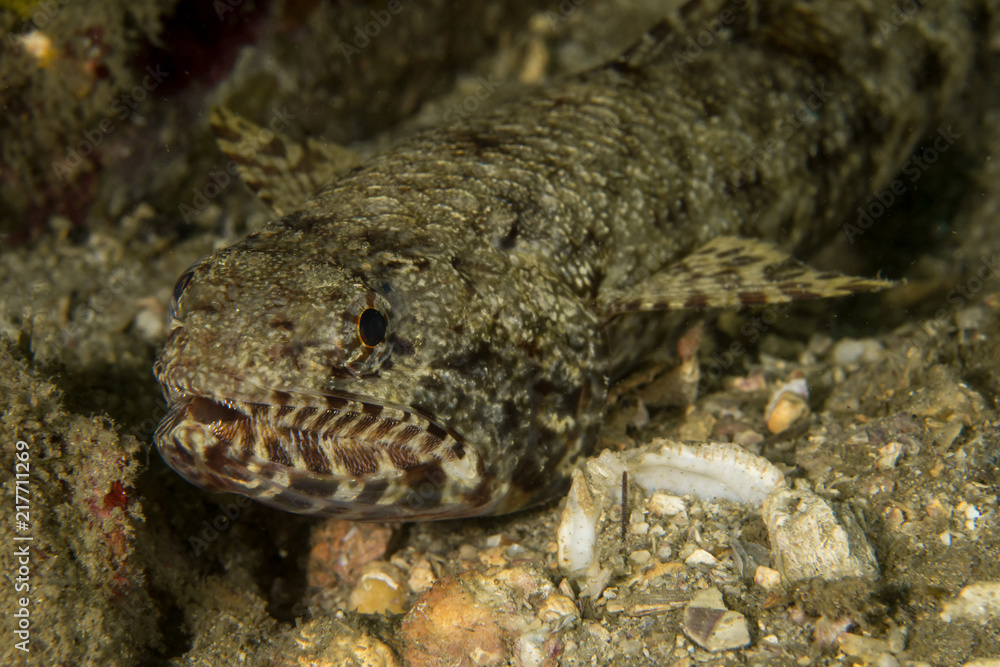 Sand Lizardfish, Synodus Dermatogenys. Sand Lizardfish, Synodus Dermatogenys.