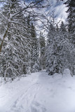 Winter nature landscape. Winter road in forest. Nature winter background