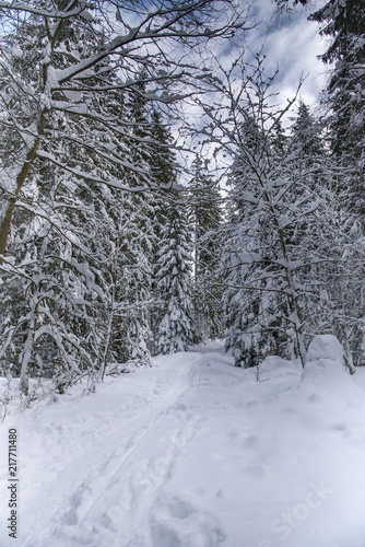 Winter nature landscape. Winter road in forest. Nature winter background © Natalia
