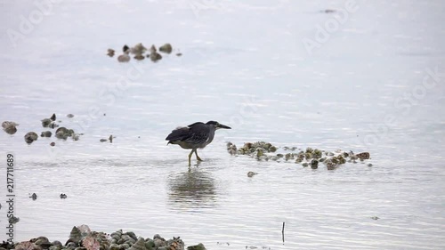 Striated Heron Bird (Butorides Striata) in Hunting on Water photo