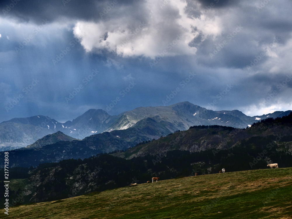 Vaches sous un ciel d'orage avec nuage gris en montagne dans les pyrénées