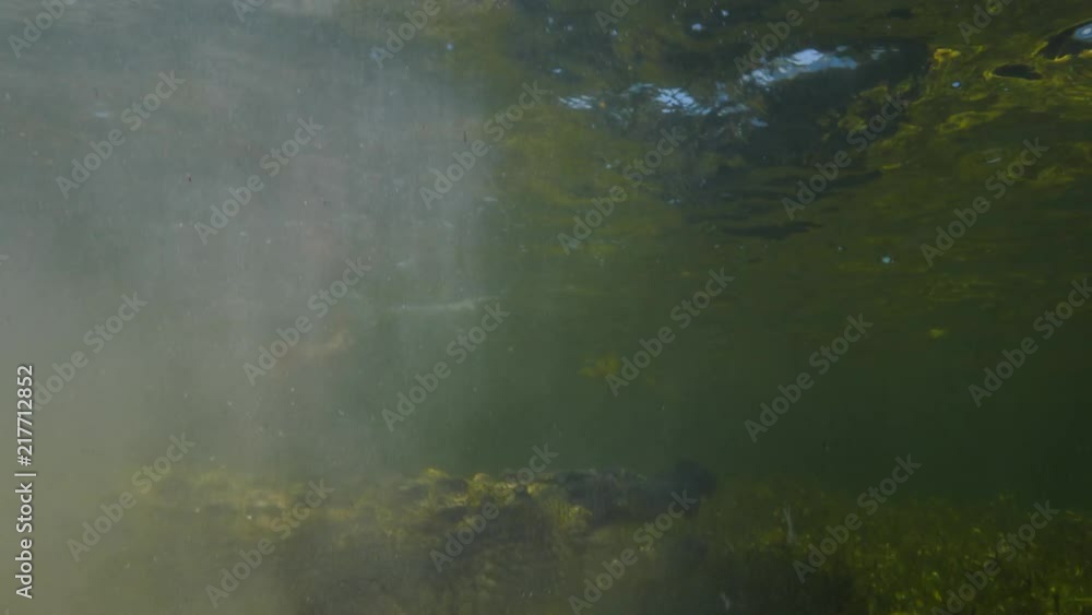 Extreme 4k UHD closeup shot of an american saltwater crocodile in ocean water, waiting for a prey underwater, wildlife nature at shallow depth, a predator in ocean Extreme 4k UHD closeup shot of an american saltwater crocodile in ocean water, waiting for a prey underwater, wildlife nature at shallow depth, a predator in ocean