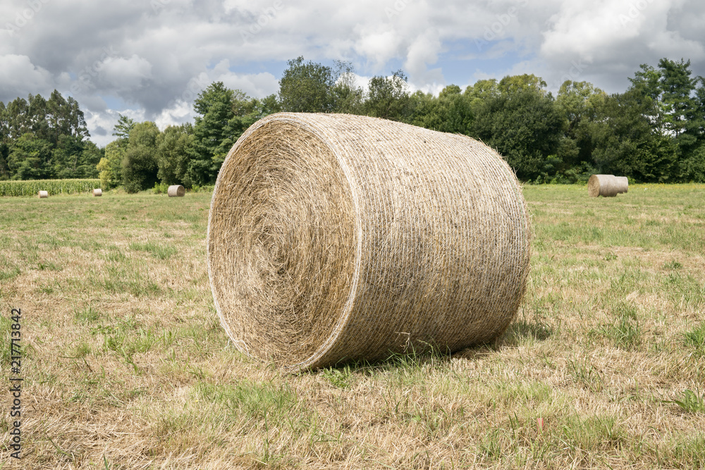 Large round bale of hay harvested in a field with trees at the back.  Cloudy sky. Agricultural landscape.