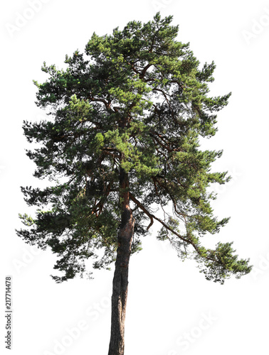 Pine tree forest, isolated