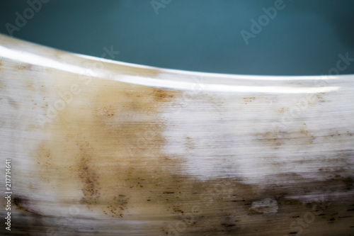 Texture of Hungarian Grey Cattle Horn