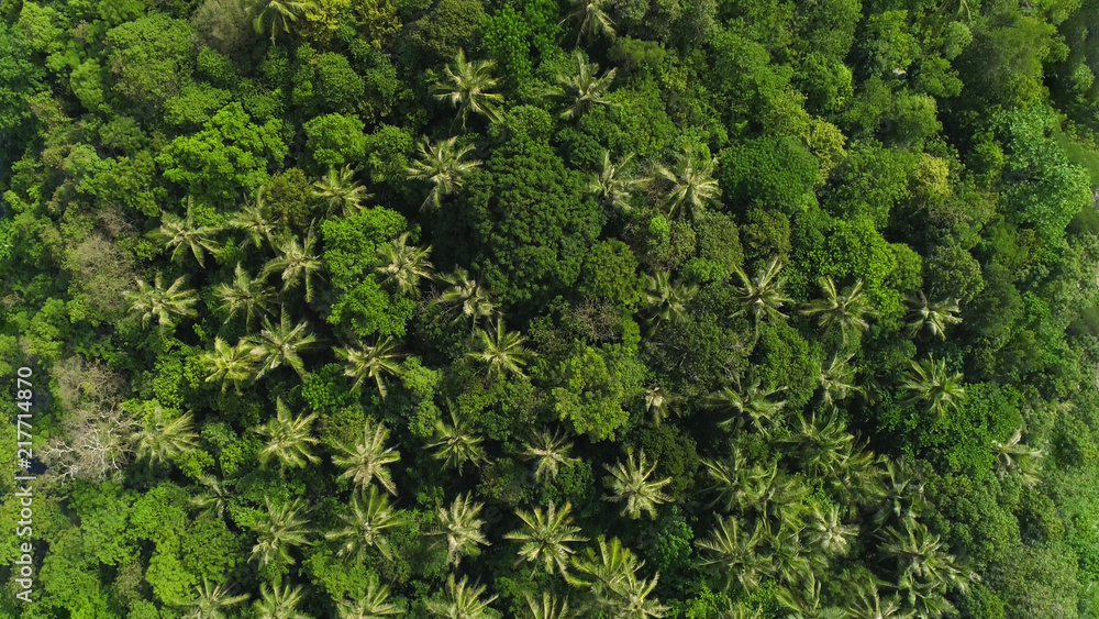 Overhead drone shot of tops of palm trees and turquoise sea water in Ko Pu island in Phuket, Thailand. Abstract texture, place for text Overhead drone shot of tops of palm trees and turquoise sea water in Ko Pu island in Phuket, Thailand. Abstract texture, place for text