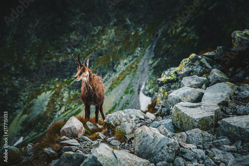 Fototapeta Naklejka Na Ścianę i Meble -  Chamois on the rock in wild nature
