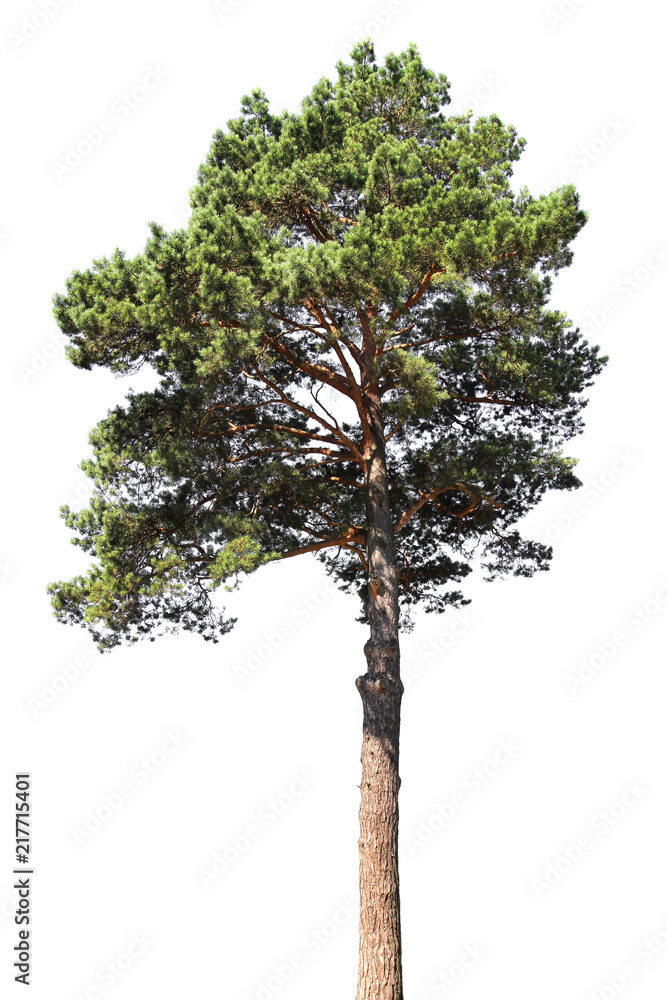 Pine tree isolated. Coniferous forest - obrazy, fototapety, plakaty 
