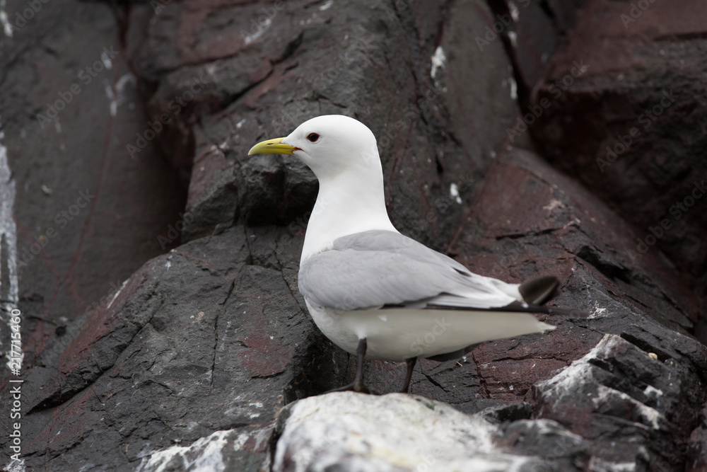 Black-legged kittiwake (Rissa tridactyla close up of resting, sleeping, at breeding nest site Black-legged kittiwake (Rissa tridactyla close up of resting, sleeping, at breeding nest site
