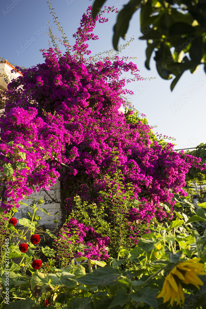 Bush with pink flowers in bloom in summer.beautiful background.