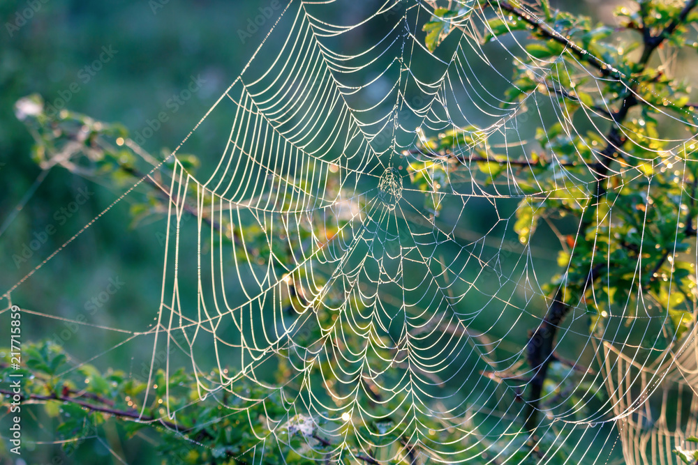 Spider web with dew drops at sunny summer morning against green plans