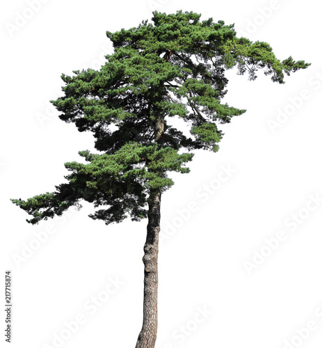 Scotch fir conifer tree, isolated