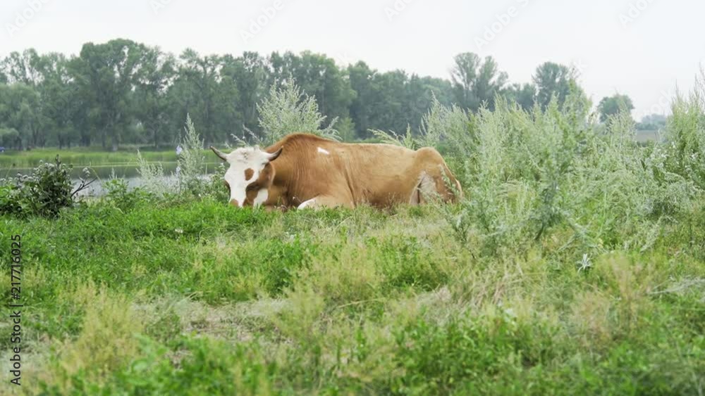 The cow lies has a rest in a grass at the river and tries to beat off flies The cow lies has a rest in a grass at the river and tries to beat off flies