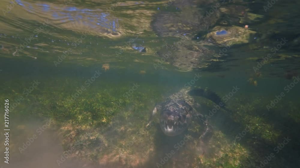 Extreme 4k UHD closeup shot of an american saltwater crocodile in ocean water, waiting for a prey underwater, wildlife nature at shallow depth, a predator in ocean Extreme 4k UHD closeup shot of an american saltwater crocodile in ocean water, waiting for a prey underwater, wildlife nature at shallow depth, a predator in ocean