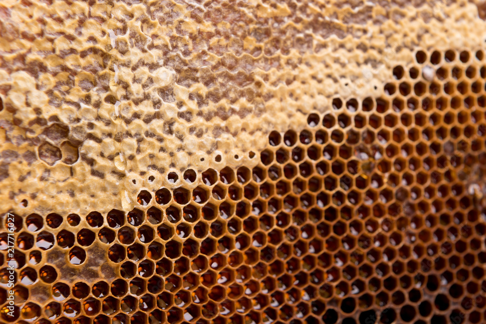 dark slices of wax with honey dark slices of wax with honey