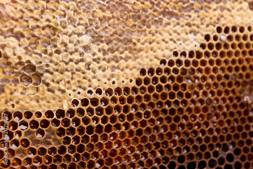 dark slices of wax with honey