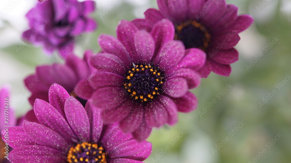 Obraz premium Blumen