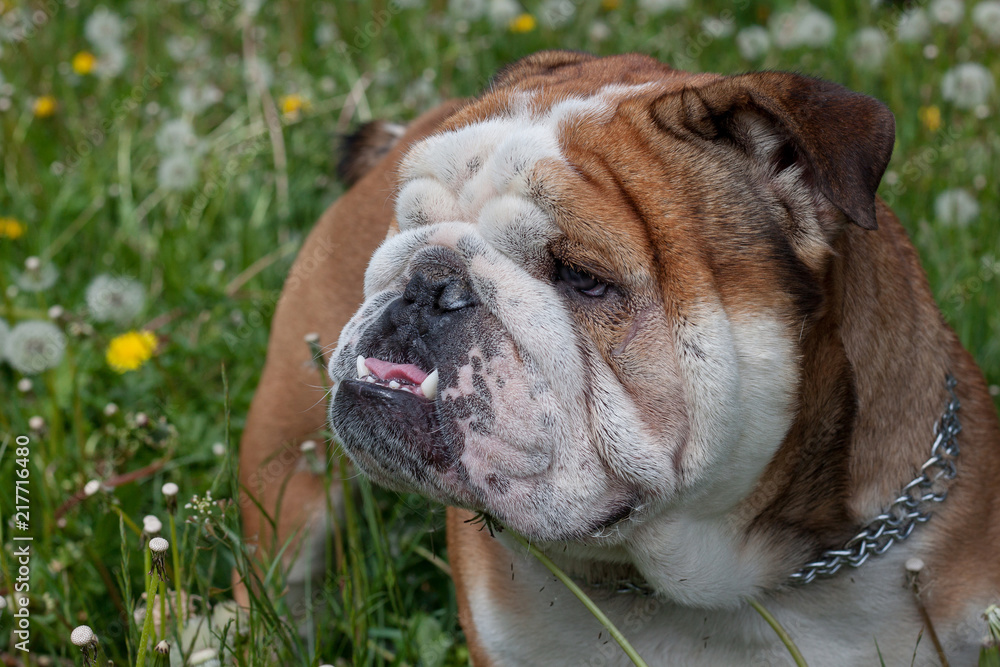 Cute english bulldog is standing on a spring meadow.