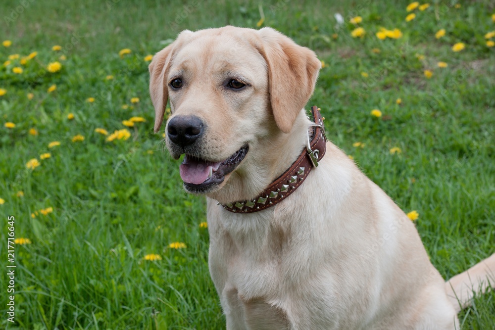 Cute labrador retriever is sitting on a green meadow. Pet animals.