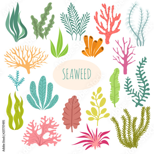 Seaweeds. Aquarium plants, underwater planting. Vector seaweed silhouette isolated set