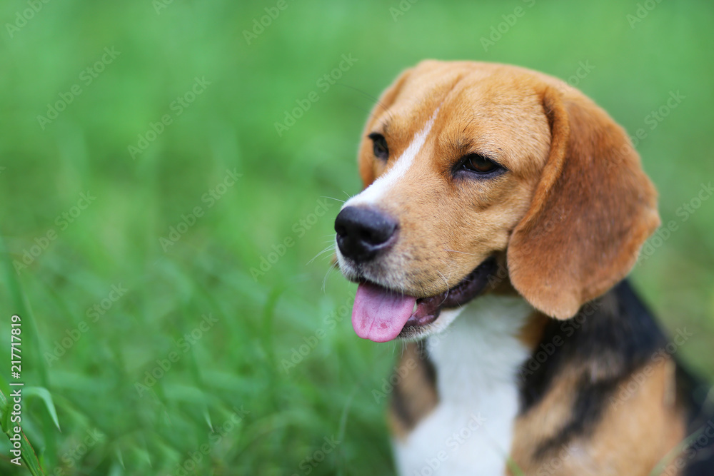 Beagle dog sitting down on the green grass.