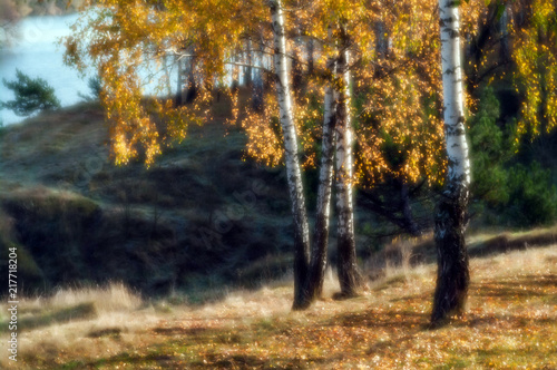 Birch trees with yellow leaves on the hillside by the river on a sunny day. Autumn landscape. In soft focus.