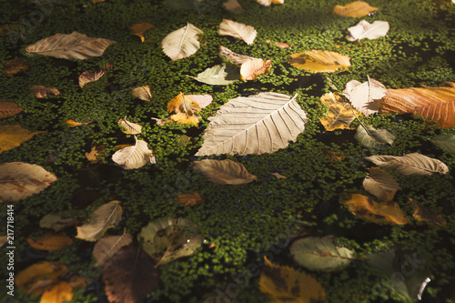 Autumn leaves on swamp covered with duckweed photo