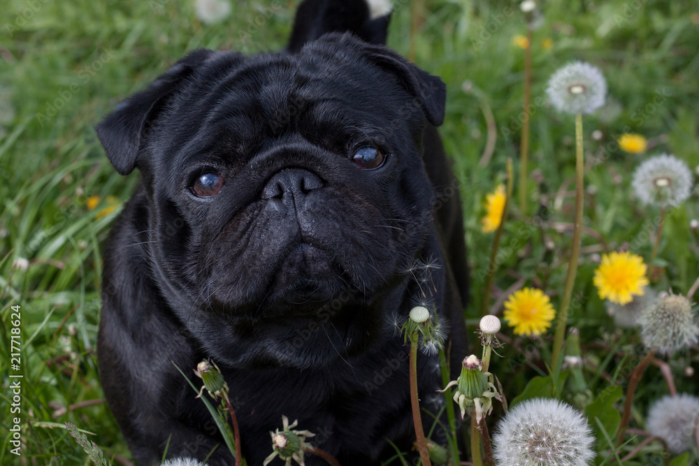 Chinese pug is standing on a blooming meadow. Dutch mastiff or mops. Close up.