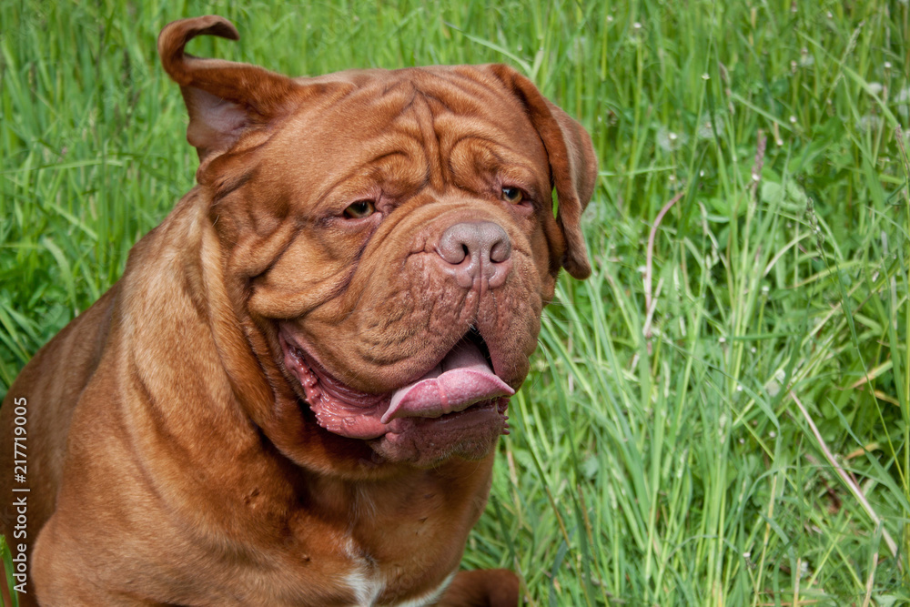 Cute bordeaux mastiff is standing on a green grass. Cute bordeaux mastiff is standing on a green grass.