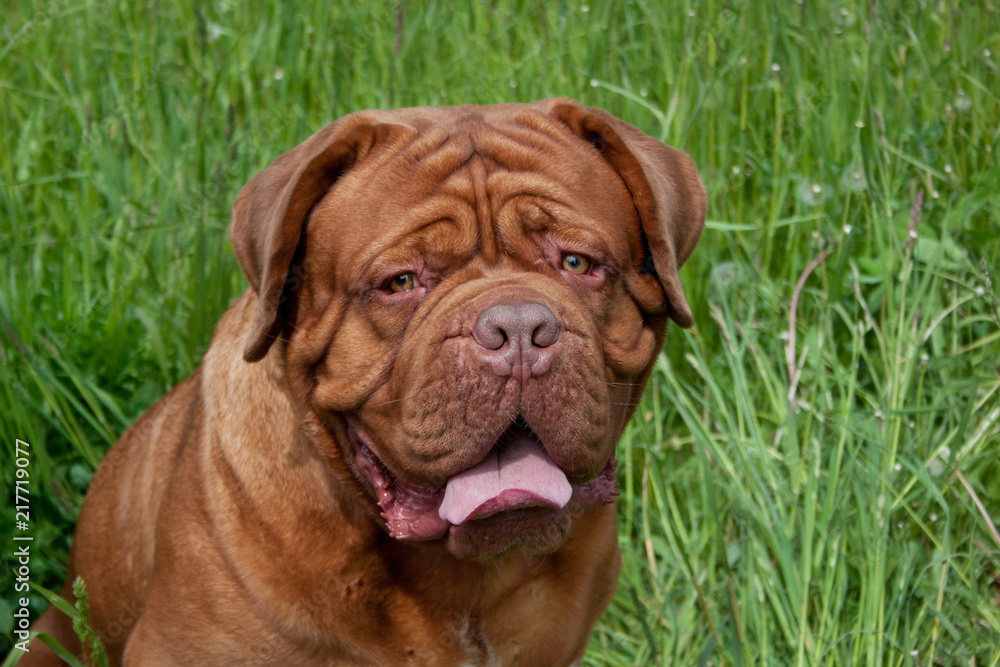 Cute bordeaux mastiff is looking at the camera.