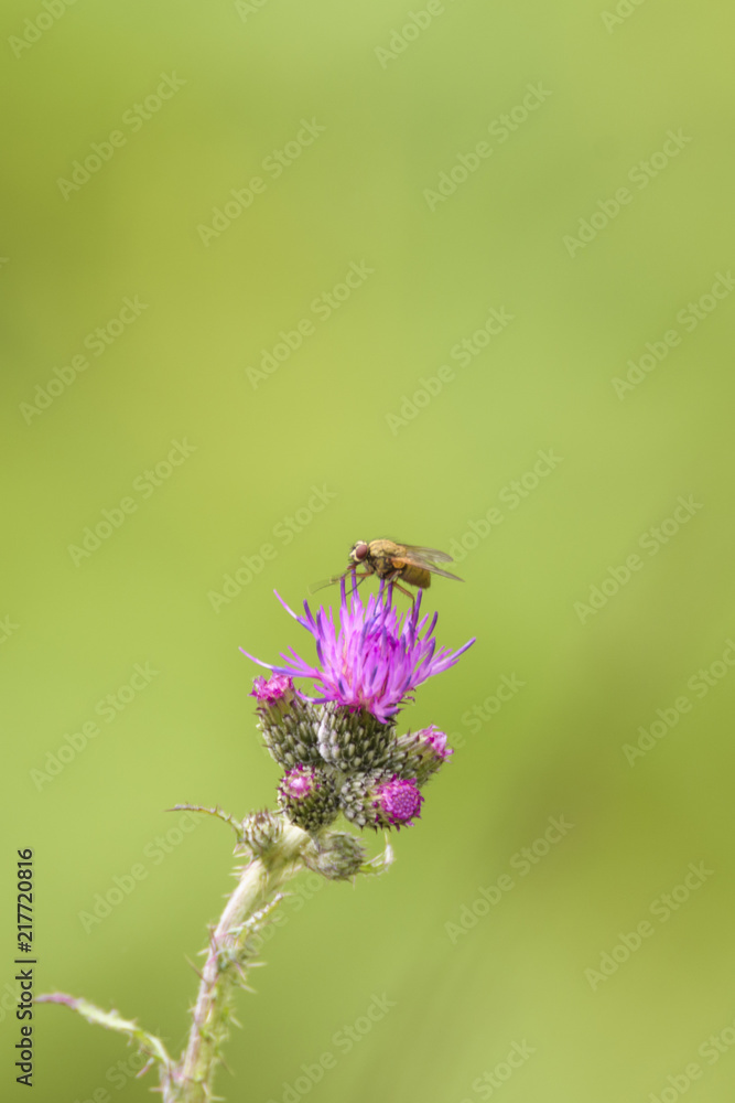Fliege auf einer Distel Fliege auf einer Distel