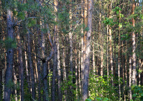 Fototapeta Naklejka Na Ścianę i Meble -  Russian forest in Samara region, Russia, illuminated by the sun