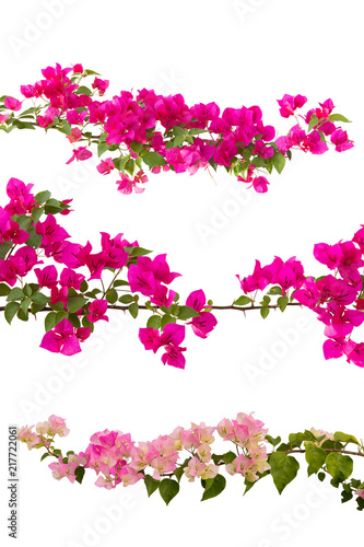 Bougainvilleas set isolated on white background. Paper flower .