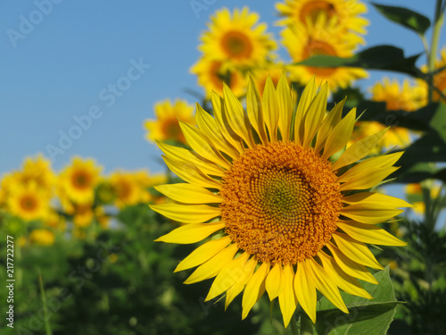 Blooming sunflowers on clear blue sky background. Sunflowers field in sunny day  picturesque summer landscape