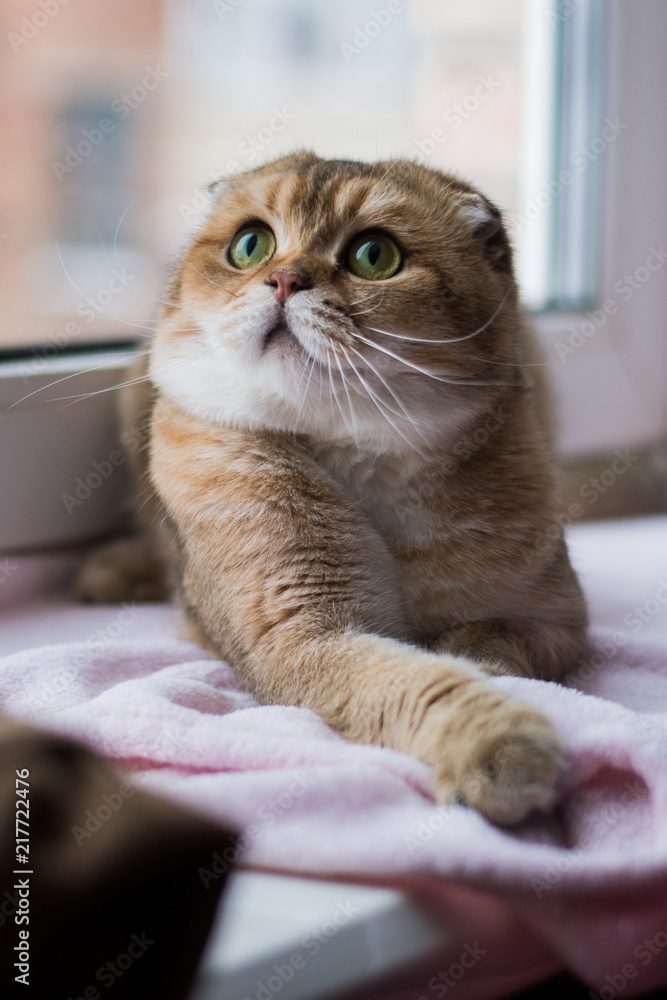 custom made wallpaper toronto digitalkitten cat scottish straight, lop-eared fluffy, animal