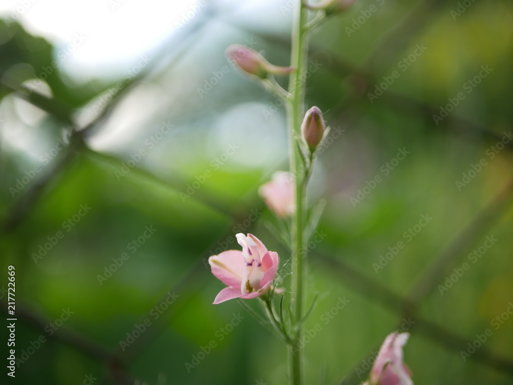 Polonne / Ukraine - 18 May 2018: Pink flower on a green background Polonne / Ukraine - 18 May 2018: Pink flower on a green background