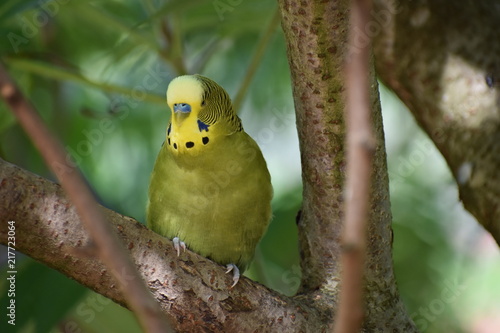 Closeup of a small green budgie sitting on a tree branch