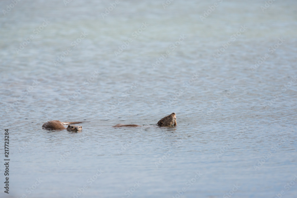 Eurasian otter (Lutra lutra) youngsters Foraging on sea in seaweed Eurasian otter (Lutra lutra) youngsters Foraging on sea in seaweed