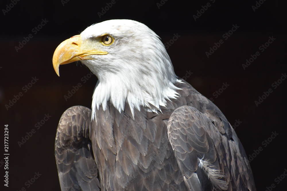 Wonderful majestic portrait of an american bald eagle with a black background Wonderful majestic portrait of an american bald eagle with a black background