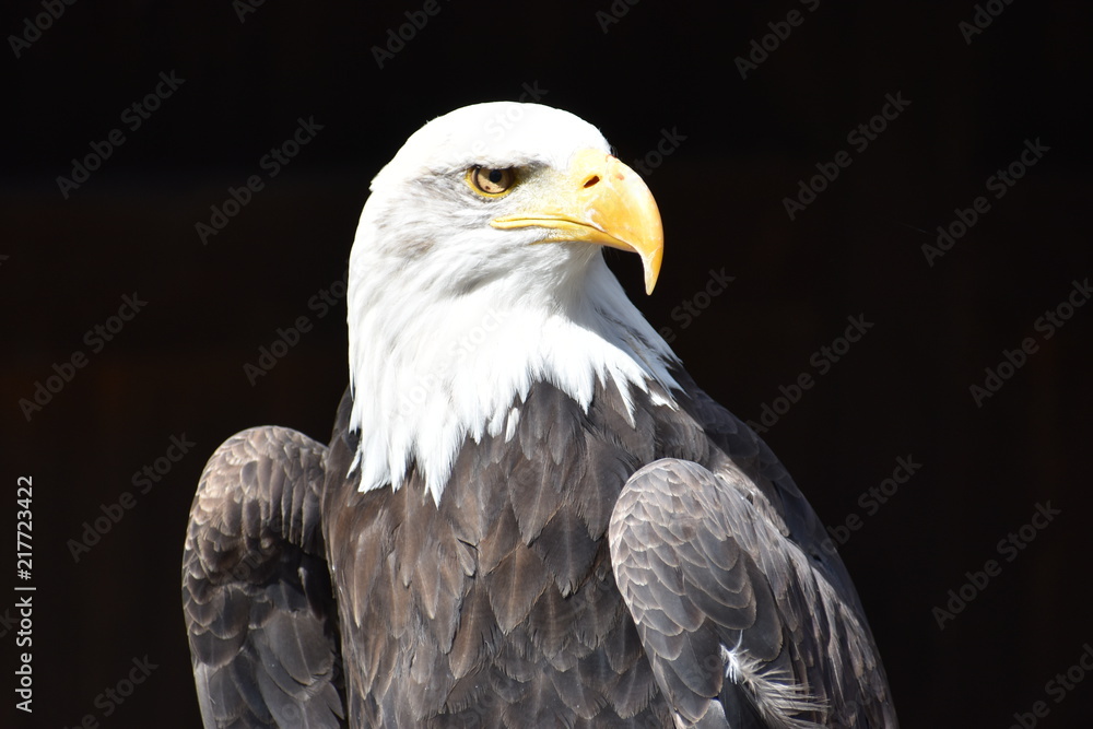 Fototapeta premium Wonderful majestic portrait of an american bald eagle with a black background