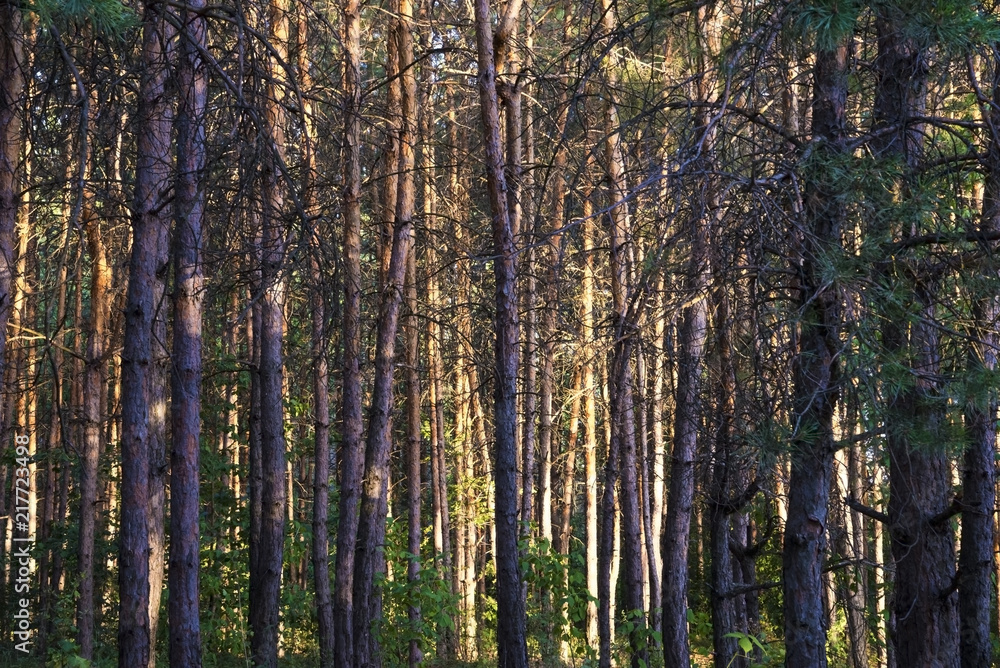 Russian forest in Samara region, Russia, illuminated by the sun Russian forest in Samara region, Russia, illuminated by the sun