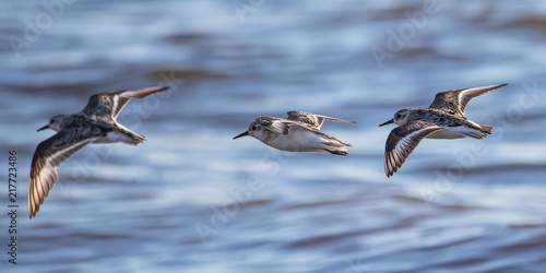 B  casseaux sanderling en vol