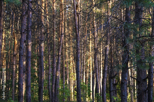 Russian forest in Samara region  Russia  illuminated by the sun