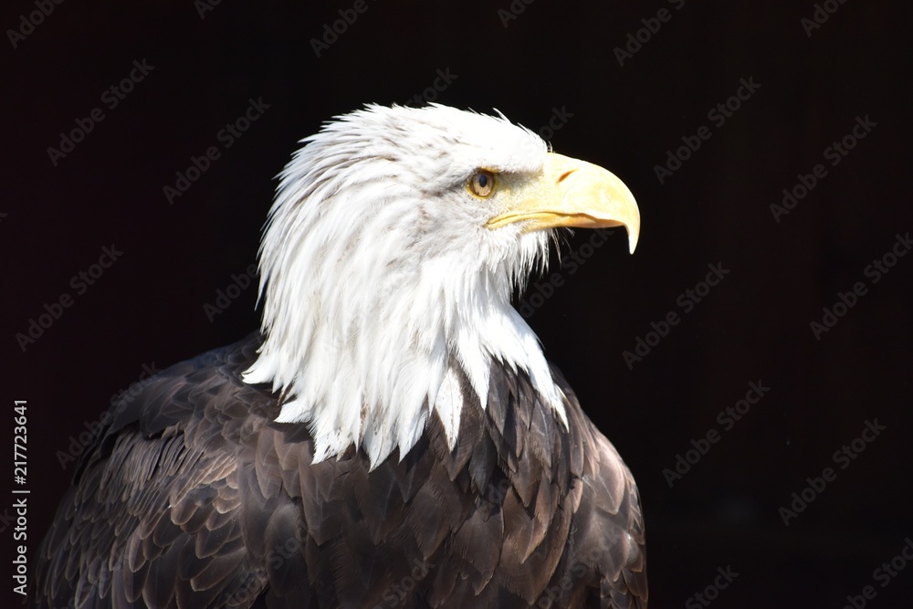 Wonderful majestic portrait of an american bald eagle with a black background Wonderful majestic portrait of an american bald eagle with a black background