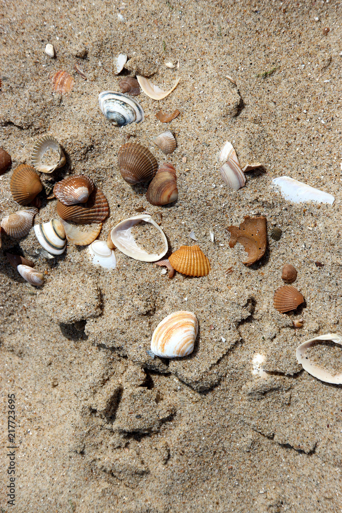 Muschelsammlung im Sand am Strand von Breskens Stock Photo | Adobe Stock