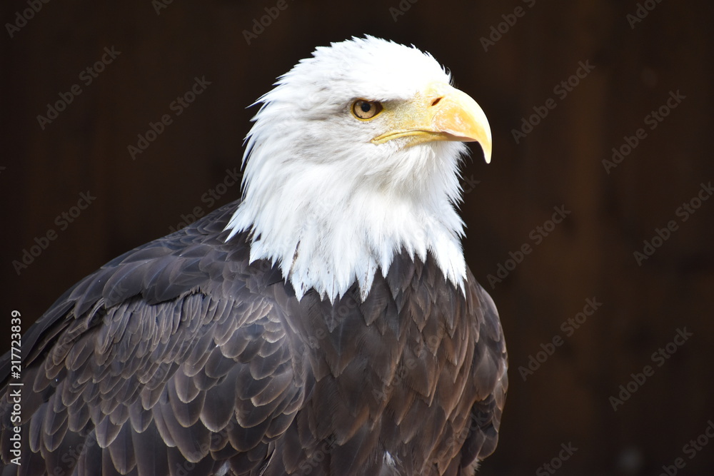 Wonderful majestic portrait of an american bald eagle with a black background Wonderful majestic portrait of an american bald eagle with a black background