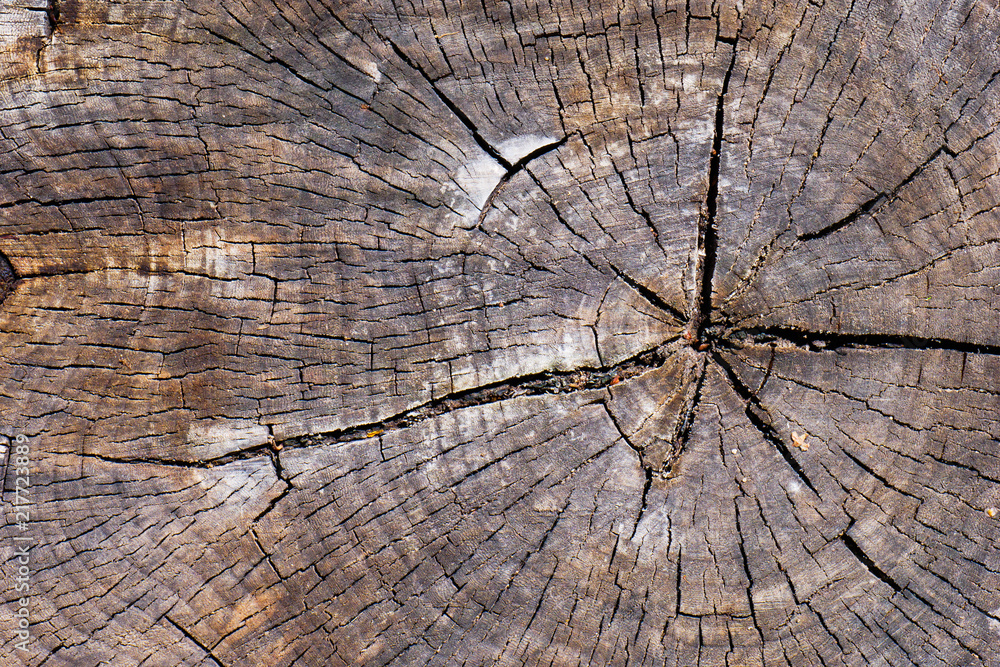 Fototapeta premium Close up of cut wooden aged stump with cracks and annual rings as pattern. Abstract natural texture background